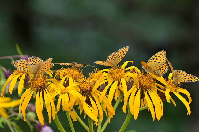 ヒョウモンチョウがいっぱい
