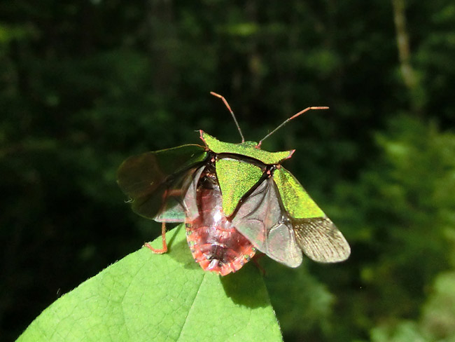 飛び立つツノアオカメムシ