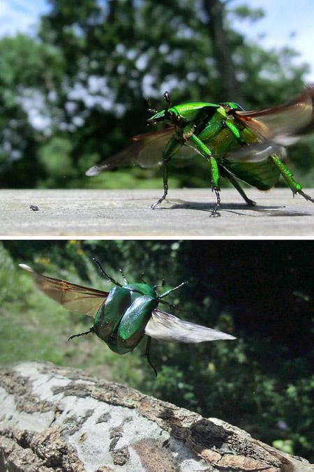 アオカナブン飛び立つ