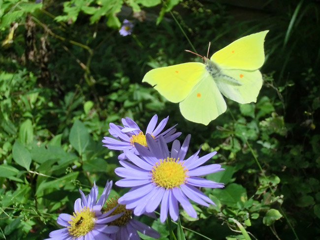 スジボソヤマキチョウ