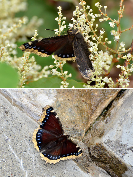 イタドリの花の蜜を吸うキベリタテハ