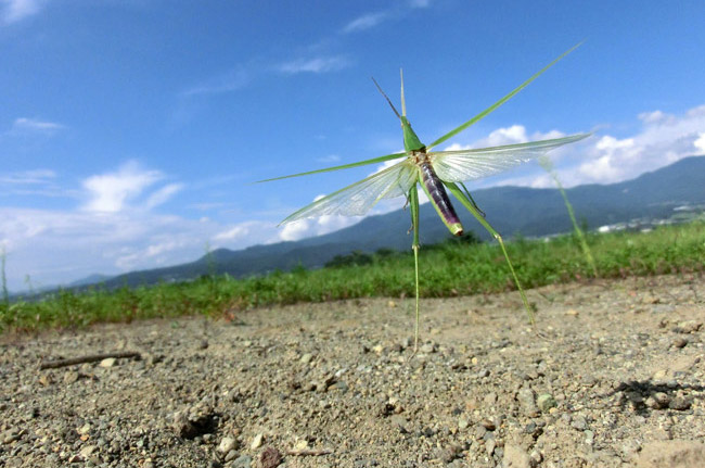 ショウリョウバッタの飛翔