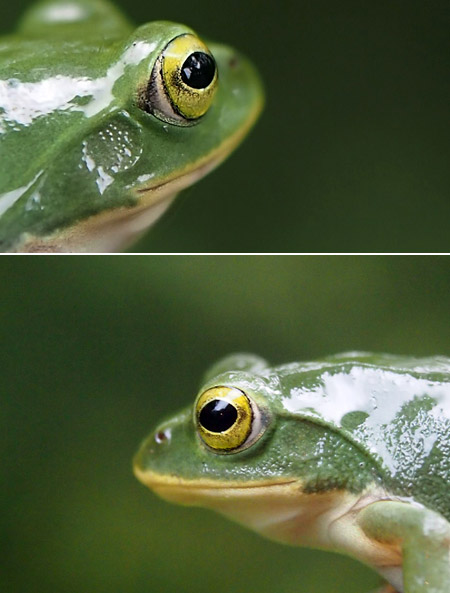 シュレーゲルアオガエル（E-PL3）