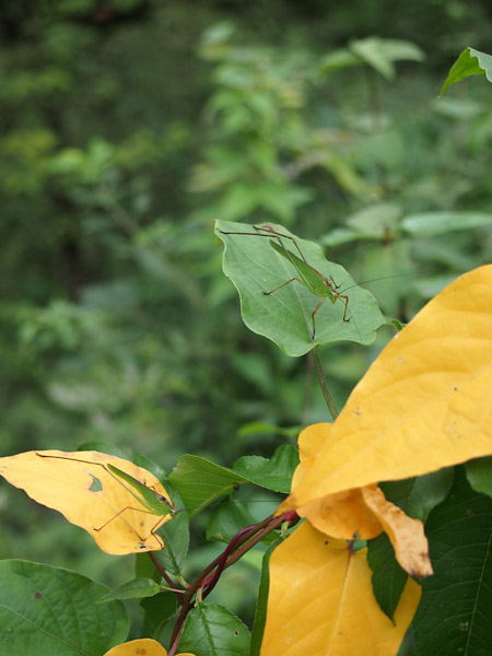 アシグロツユムシの成虫