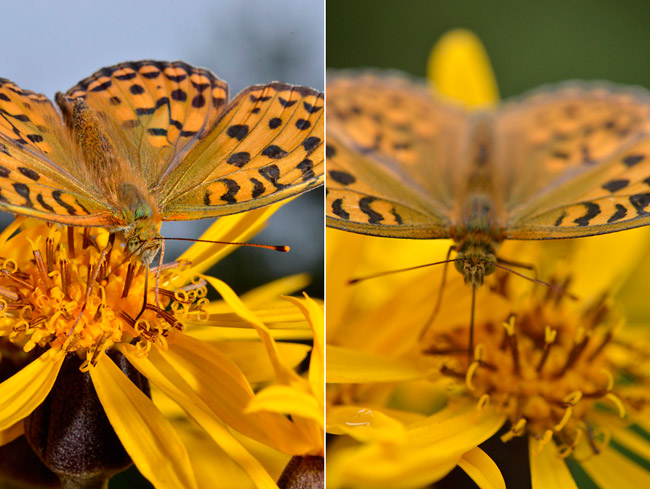ギンボシヒョウモンの撮り方