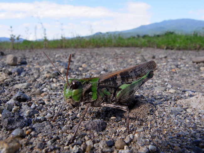クルマバッタモドキの産卵