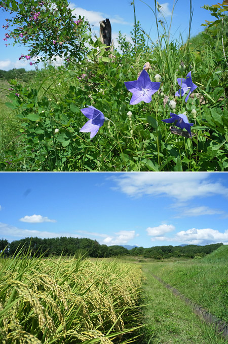 ルサール20mm（GXR　Mマウントユニット）