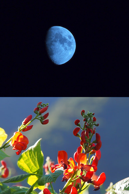 E-PL3のデジタルテレコンで撮った月