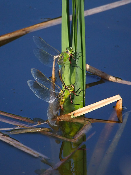 ギンヤンマの産卵