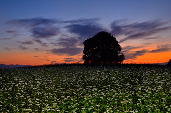 いつものクルミの木
