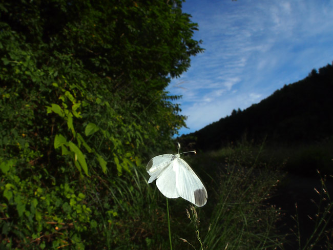 ヒメシロチョウ