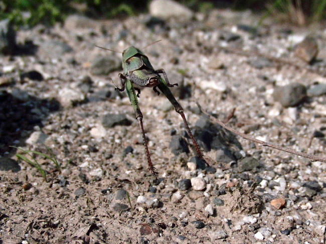 トノサマバッタの幼虫のジャンプ