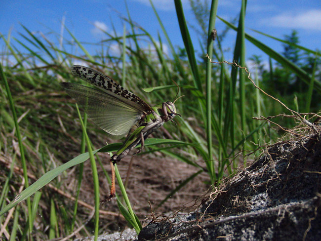 トノサマバッタの飛翔
