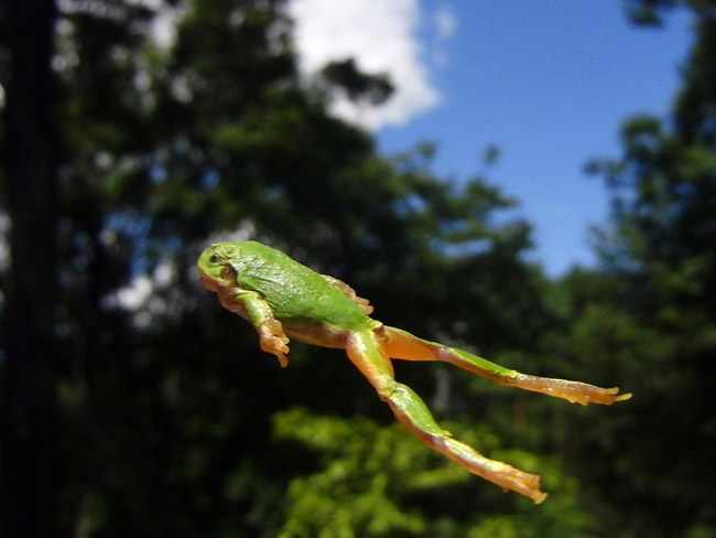 アマガエルの跳躍