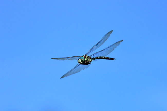 オオルリボシヤンマの飛翔