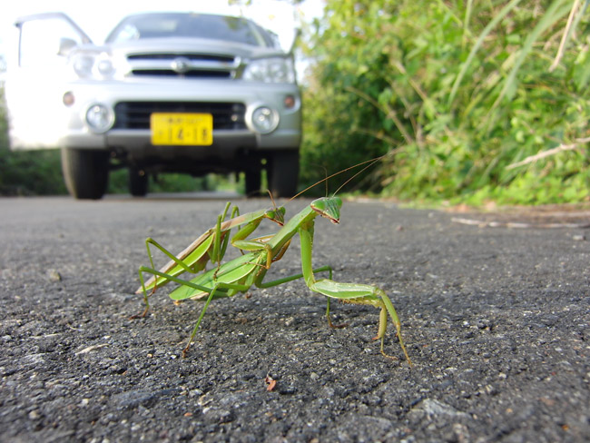 路上のオオカマキリ