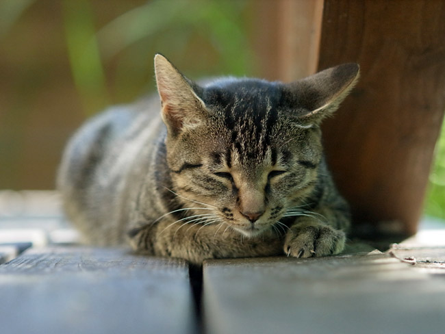 エルマリット90mm　GXR