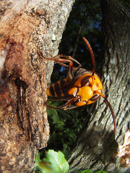 スズメバチを魚露目で