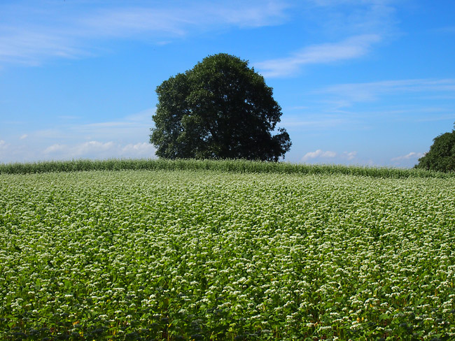昼間のクルミの木
