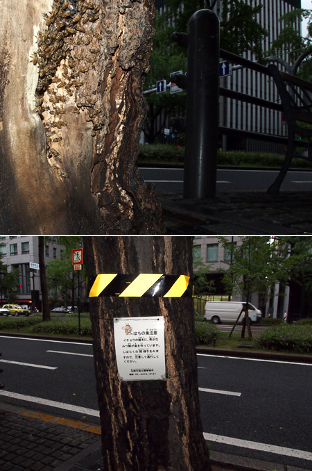 大阪のニホンミツバチ