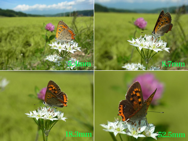 コンデジでベニシジミを撮る