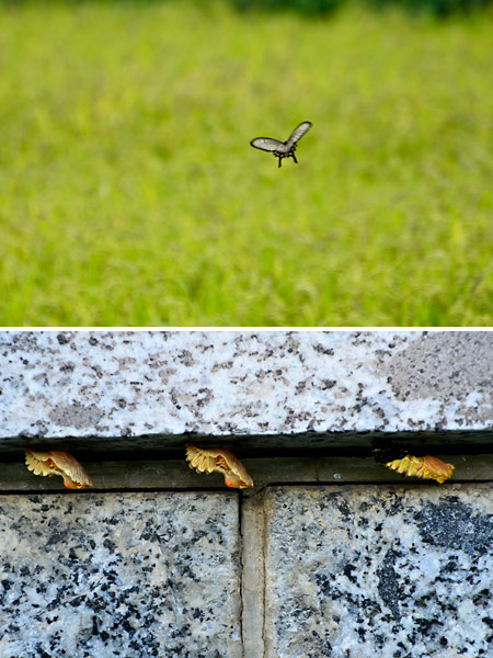 ジャコウアゲハ