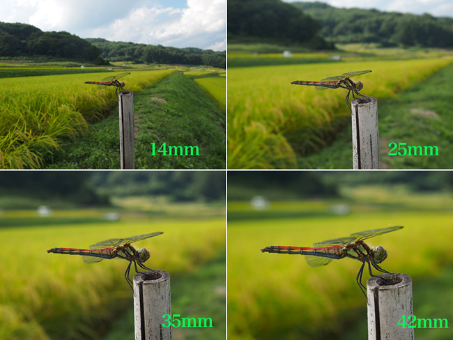 標準ズームでアカトンボを撮る(E-PL3)