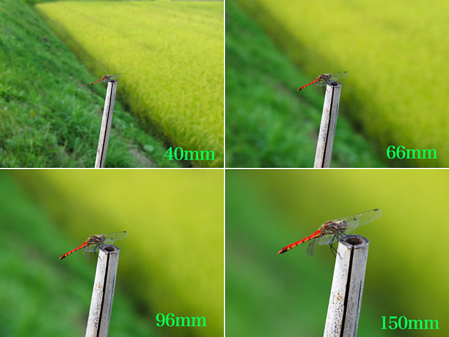 望遠ズームでアカトンボを撮る（E-PL3)