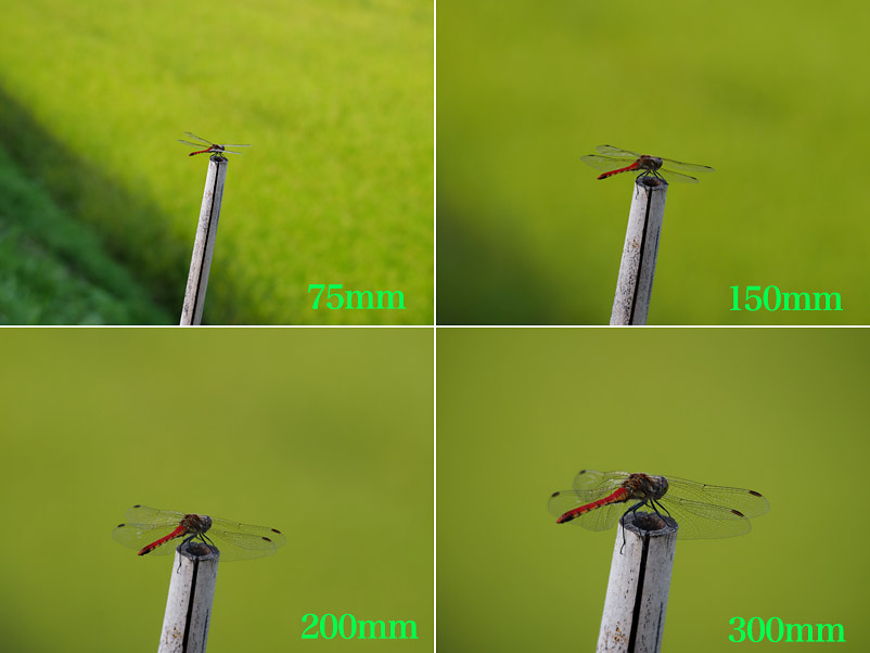 超望遠ズームでアカトンボを撮る（E-PL3)