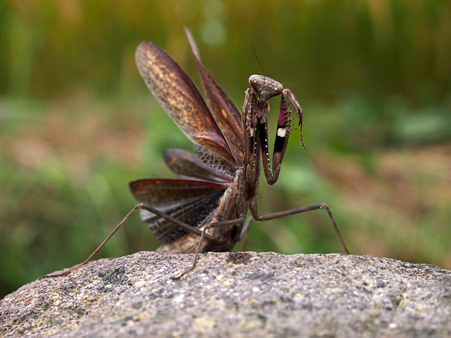 コカマキリの威嚇