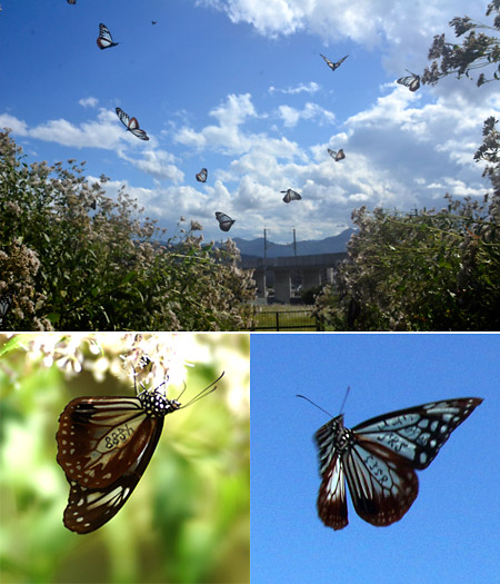 上田のアサギマダラ