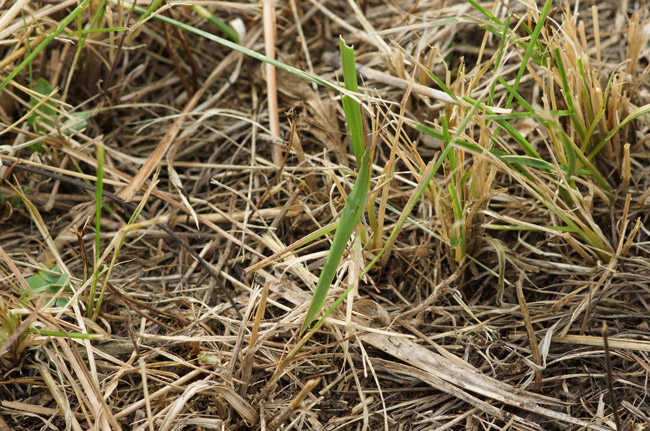 ショウリョウバッタのオス