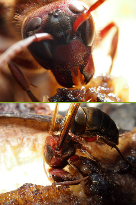 チャイロスズメバチ