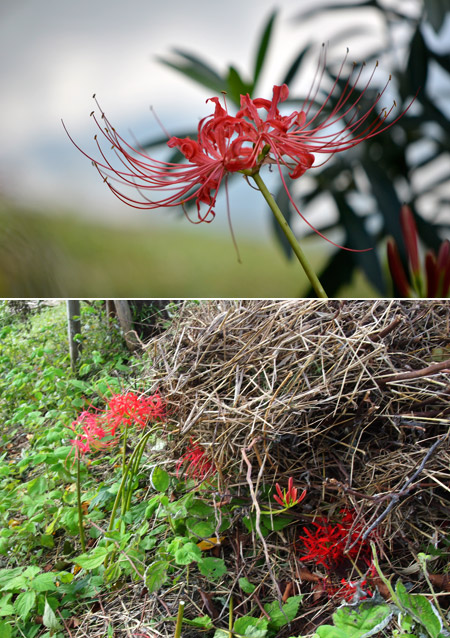 新見附橋のヒガンバナ、哀れ
