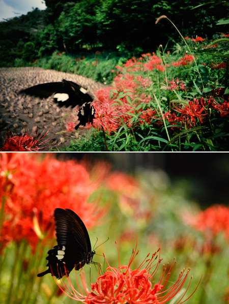 ヒガンバナとモンキアゲハ