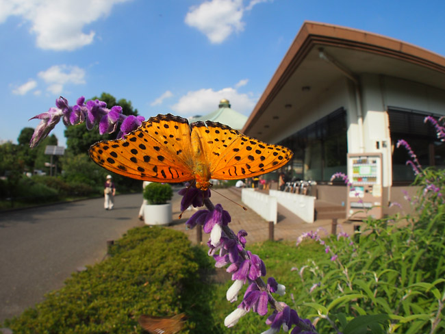 ツマグロヒョウモン