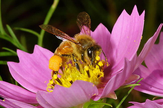 コスモスの花粉を集めるミツバチ