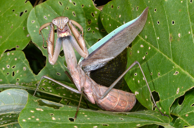 大きなオオカマキリ