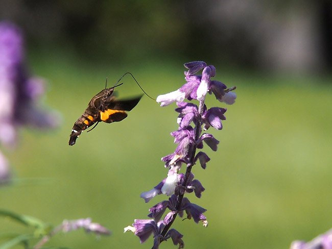 ホシホウジャク