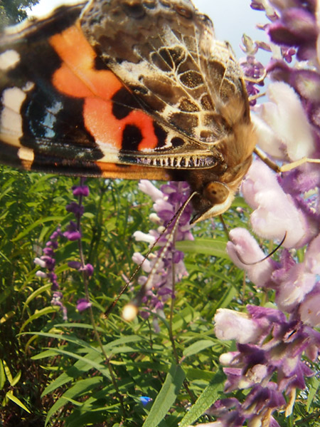 簡易虫の目撮影