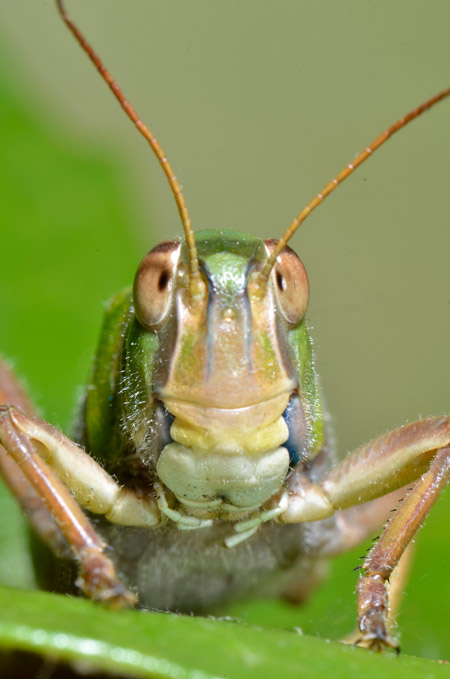 トノサマバッタの顔