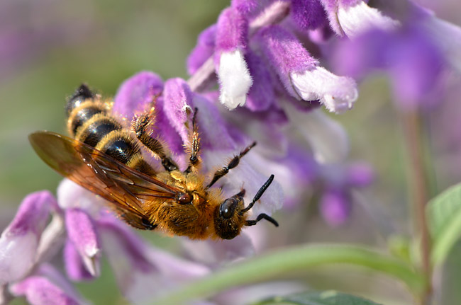 ハラナガツチバチ