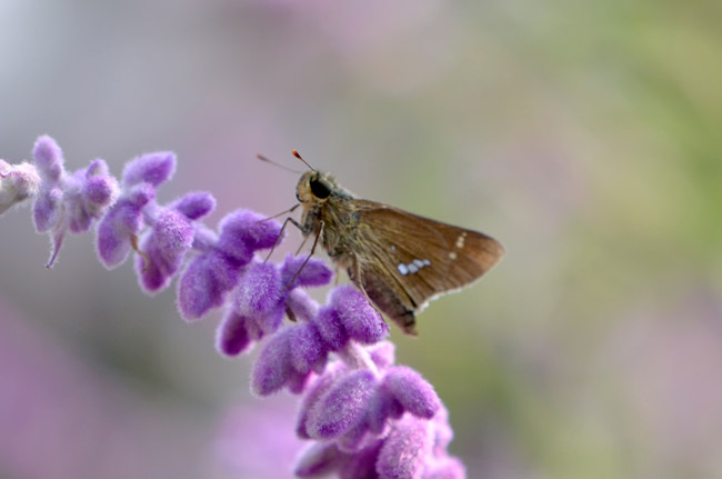 イチモンジセセリ