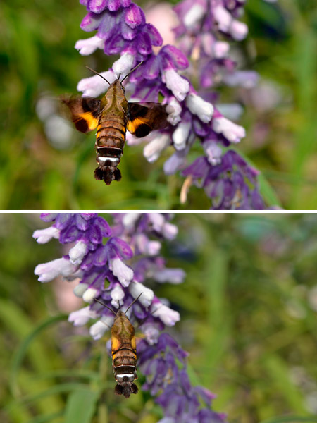 D7000でホウジャクを撮る