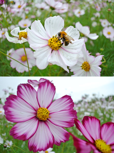 NIKON1 V1、10mm単焦点レンズ