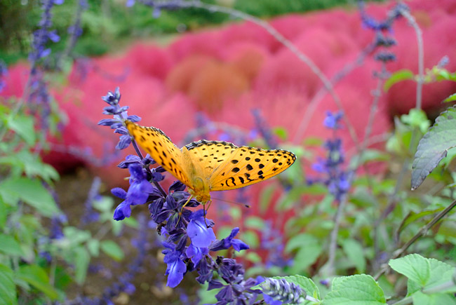 ツマグロヒョウモン（Nikon1 V1 10mm）