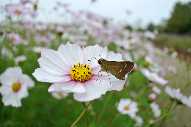 イチモンジセセリ（Nikon1 V1）