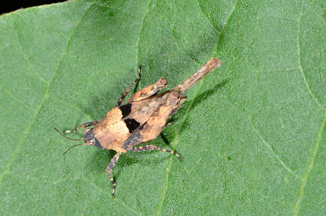 翅の長いヒシバッタ