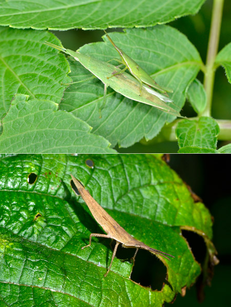 オンブバッタの2型