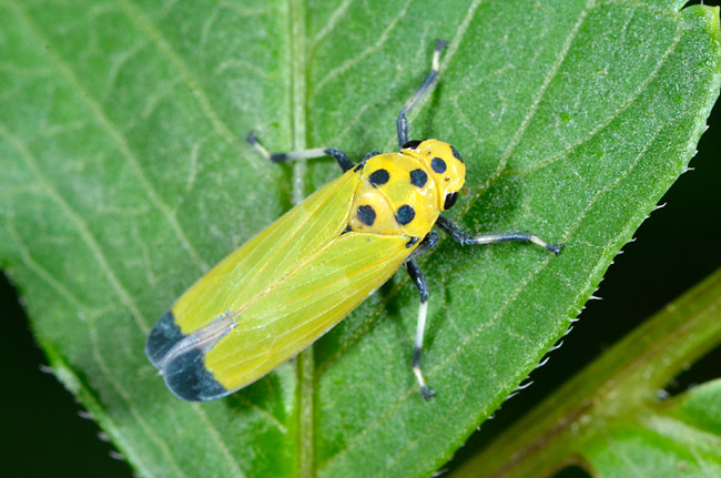 ツマグロオオヨコバイ